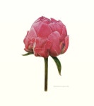 좋아요 460개, 댓글 9개 - Instagram의 보태니컬아트... #작약 #색연필화 #회원작품 #일러스트 #… | 작약, 색, 연필화