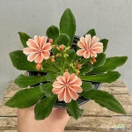 Pin on 관엽식물/공기정화식물 Foliage