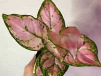 9 Pink Houseplants: Im Tickled Pink About These Plants - House Fur | Pink plant, Houseplants, Tickled pink