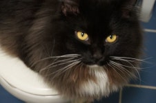 내 고양이 연탄에 있는 Lee ji님의 핀 | 고양이, 사진