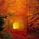 Autumn Glow, Romania | 풍경 사진, 경치, 자연