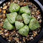 (할인)도원향(중대묘) 102-18(Crassula tetragona) - 하월시아(Haworthia)