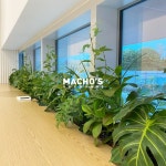 machos.sachunki 플랜테리어 planterior