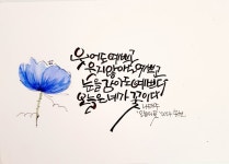 나태주오늘의 꽃 나태주오늘의 꽃 - 2024 | 손글씨 문구, 멋진 문구, 손글씨