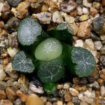 (할인)오로라퀸만상(소묘) 108-2(Haworthia maughanii) - 하월시아(Haworthia)