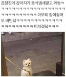 곱창집에 나타난 강아지 손님 | Funny, Hilarious, Dog cat