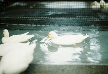 「그림」おしゃれまとめの人気アイデア｜Pinterest｜완 두콩【2021】 | 写真, 写真 撮り方, フィルムカメラ