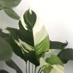 Picasso in store. Also enter our competition in a recent post! 2 weeks left to enter! . . . . #theplantsociety #theworkershouse... 