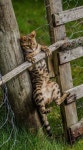 Outlook.com - ne.kl@outlook.com | 동물, 고양이, 강아지