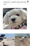 강아지와의 제주도 여행 후기