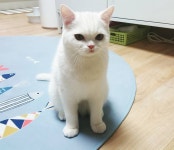 Pin page Instagram photo by 청순냥,미유씨 육묘일기 • May 15, 2016 at 6:12am UTC | Animals, Cats