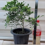 [오렌지자스민] J0123 -동일품 배송- 높이50cm 폭30cm(Murraya... [오렌지자스민] J0123 -동일품 배송- 높이50cm 폭30cm... 