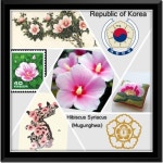 Posts about National Flower Series on GUAI SHU SHU | 꽃 이름, 꽃, 자수 도안