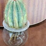 수경재배 선인장(뿌리내림) - 선인장(Cactus)