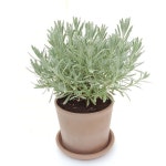 [미리내가든] 허브와 유칼립투스 과천미리내농원 | 식물, 허브, 올리브