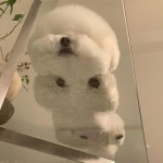 오늘 저녁은 납작만두 어때요 ㅋㅋ🥟