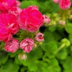 유럽제라늄 로사린다 A- 0055(Pelargonium(Geranium)) - 공기정화식물(air purifying plants)