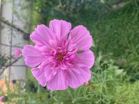 Flowers에 있는 Mramirez님의 핀 - 2021