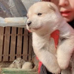 「시골 개 Country Dogs」おしゃれまとめの人気アイデア｜Pinterest｜Keumok Lim