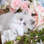 Pin page CATS & KITTENS에 있는 핀
