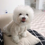 옷입혔더니 벗겨달라구 찡찡ㅋㅋㅋㅋ#아쵸... | Puppy training, Puppies, Teddy