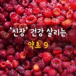 <신장 건강 살리는 약초 9> <신장 건강 살리는 약초 9> | 건강, 건강식품, 양송이
