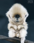Pin page Softies에 있는 Lana Pijama님의 핀