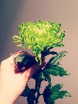 국화 샴록, Shamrock Chrysanthemum | 국화, 꽃, 동양화