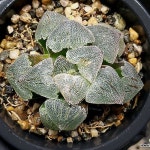 (특가할인)백왕(중대묘)107-30(Haworthia pygmaea Hakuou)... (특가할인)백왕(중대묘)107-30(Haworthia pygmaea Hakuou) - 하월시아... 