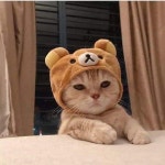 곰양이