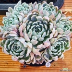 묵은 엔젤리너스금(Angelinus)(variegated) - 다육식물(Succulent) | 다육 식물, 식물 묵은  엔젤리너스금(Angelinus)(variegated)... 