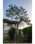 좋아요 302개, 댓글 4개 - Instagram의 권일민(@bukak123)님: Pine tree & hanok house, Buamdong, Seoul, Korea (소나무와 한옥... 