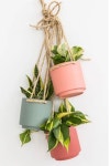 Pin by JA HYE on 🌱식물 | Hanging plants, Hanging plants indoor, Diy planters