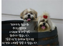 강아지명언 반려견명언 동물명언 좋은글 오늘의명언 | 웃긴, 그림