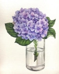 용샘미술 on Instagram: 수국완성 #수국 #수국수채화 #수국수채화일러스트 #hydrangea #hydrangeawatercolor #watercolor... 