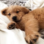 2에 관한 12개의 최상의 Pinterest 이미지 | 고양이, 귀여운 개 및 강아지 2 