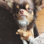 dogstagram #ilovemydog #chihuahua #doglover #愛犬 #チワワ #멍스타그램 #반려견 #멍멍이 #애견 #doggy #petstagram… | チワワ, チョコタン, 犬