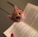 What book are you reading right now? | 귀여운 고양이, 고양이, 동물