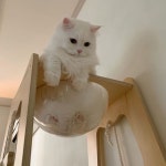 고양이가 있는 집 on Instagram: “_ 바비의 네발은 정말 사랑이야💛 . #네발달린친구들 .”