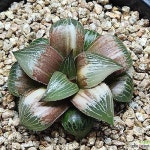 금관 금(variegated) - 하월시아(Haworthia) 금관 금(variegated) - 하월시아(Haworthia) | 금관, 금, 식물