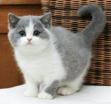 animals에 있는 So Young Im님의 핀 | 고양이