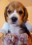 Puppies에 관한 163개의 최상의 Pinterest 이미지 | 강아지, 귀여운 개 및 웃긴 동물 Puppies