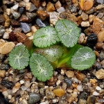 (초특가할인)자만상(중소묘) 102-28(Haworthia maughanii) - 하월시아(Haworthia)