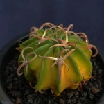 Homalocephala texensis cv. 광자능파 Homalocephala texensis cv.광자능파
