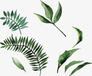 수채화 잎, 수채화 클립 아트, 이파리, 초록 PNG 일러스트 및 이미지 에 대한 무료 다운로드 - Pngtree