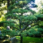 Japanese Black Pine | The Tree Center™ | 나무
