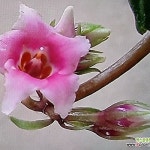 바위달매 - 야생화(Wild Flower)