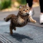 #cat #cats #gatos | 고양이