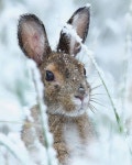 RABBITS의 최고 인기 이미지 70개 | 토끼, 귀여운 동물 및 다람쥐 RABBITS
