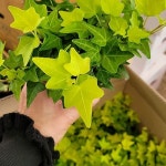 아이비 형광 아이비 010(Heder helix) - 공기정화식물(air purifying plants)